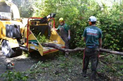 tree services Cabana Colony